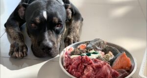 Можно ли давать собаке сырое мясо вместе с сухим кормом?