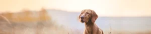 Зачем собакам купируют хвост?